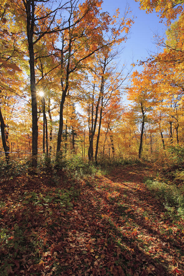 Sugar Maple Trees In Fall, Bas-Saint-Laurent Region, Saint-Simon, Quebec by PacificStock