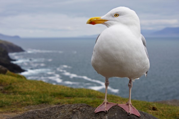 European Herring Gull (Larus Argentatus) Perched On A Rock On Slea Head On The Dingle Peninsula; County Kerry, Munster, Ireland by PacificStock