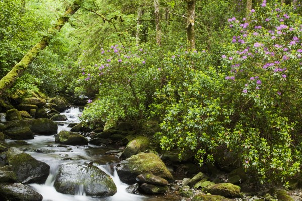 Water Flowing Down A River Surrounded By Lush Trees Near Torc Waterfall; Killarney, County Kerry, Ireland by PacificStock