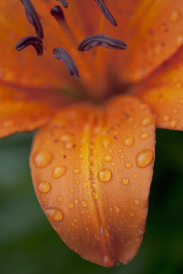 Close-Up Of Orange Lily Flower After Rain; Beads Of Water On Petals by PacificStock