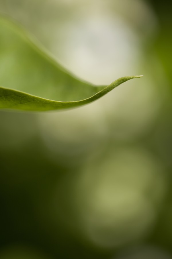 Close-Up Of White Lilac Leaf by PacificStock