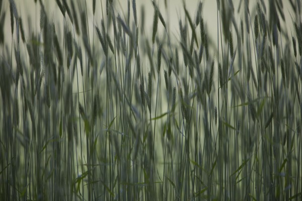 Long Grass In Farm Field Print