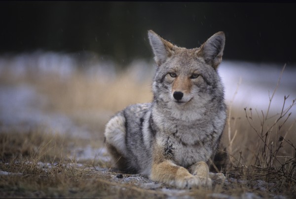 Coyote Resting In Winter Grass, Snowing Lightly, Kananaskis, Alberta by PacificStock