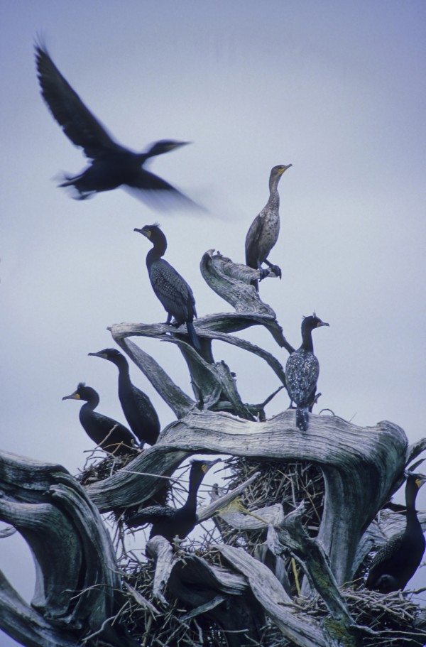 Cormorants Fly Above Driftwood, Grey Sky, Galiano Island, Bc by PacificStock