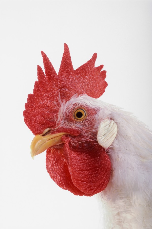 Rooster. by PacificStock