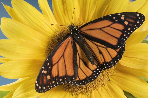 Monarch Butterfly On Sunflower. by PacificStock
