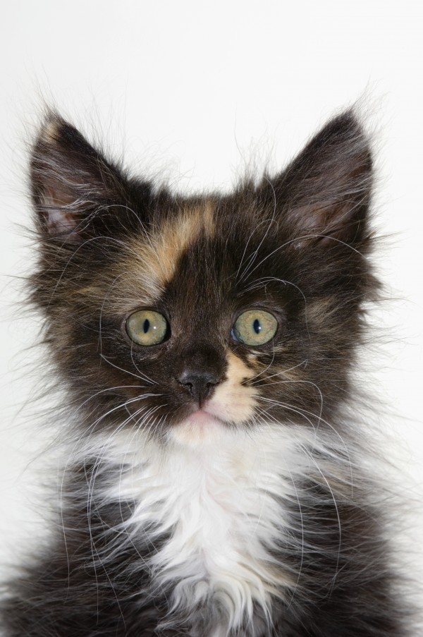 Kitten. Print