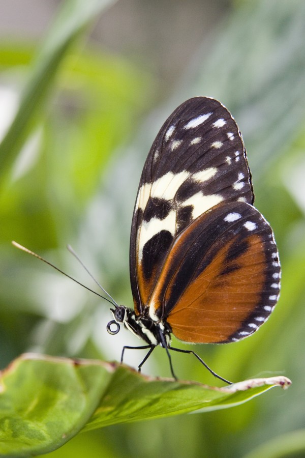 Tiger Longwing Butterfly (Heliconius Hecale) Resting On Leaf, Niagara Butterfly Conservatory, Niagara Falls, Ontario, Canada. by PacificStock