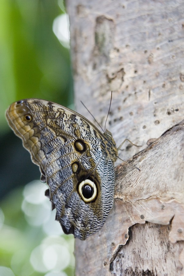 Owl Butterfly (Caligo Idomeneus) Resting On Trunk, Niagara Butterfly Conservatory, Niagara Falls, Ontario, Canada. by PacificStock