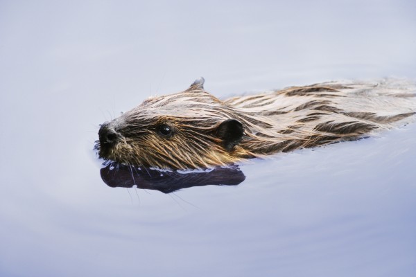 View Of Beaver, Chaudiere-Appalaches Region., Quebec, Canada by PacificStock