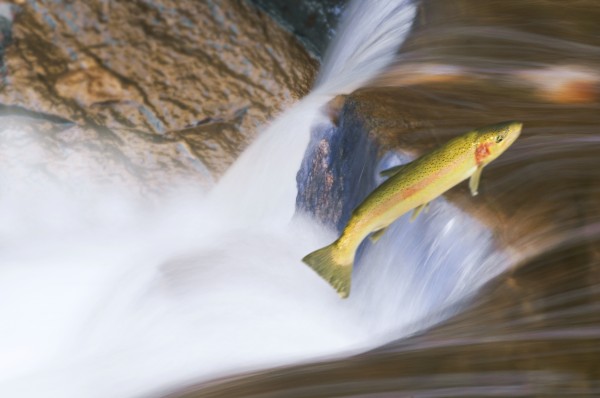 Miigrating Steelhead Salmon Leaping Over Falls. by PacificStock