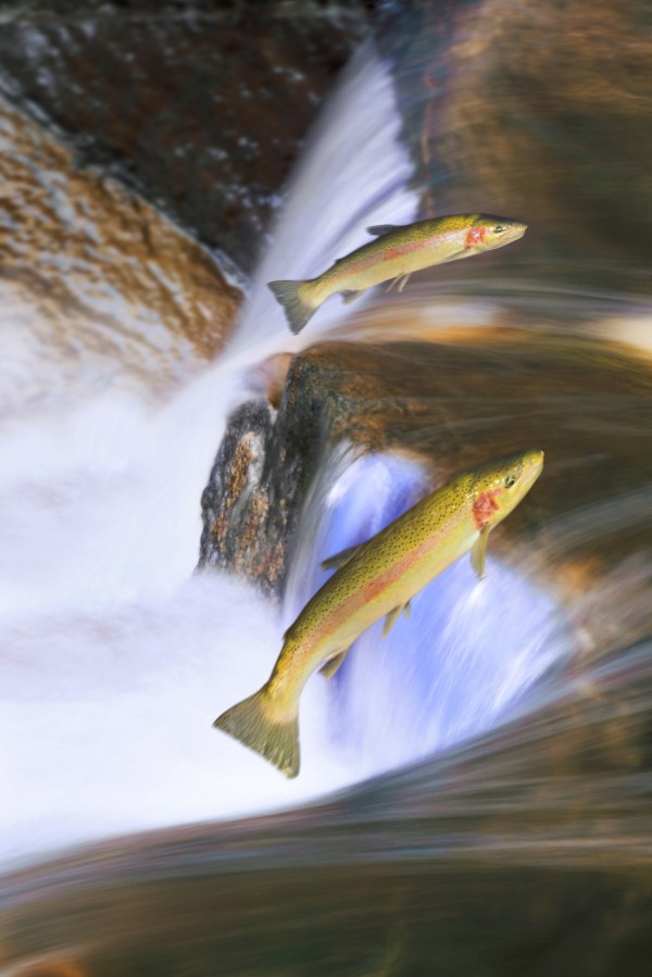 Miigrating Steelhead Salmon Leaping Over Falls. by PacificStock