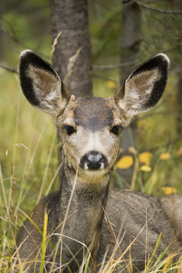 Mule Deer Near Maligne Lake, Jasper National Park, Alberta, Canada by PacificStock