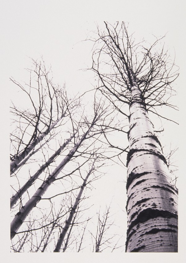 Stand Of Poplar Trees Next To The Highway 1, Banff National Park, Alberta, B.C. by PacificStock
