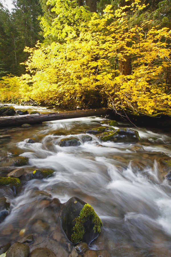 Autumn Colours Along Santiam River In Willamette National Forest; Oregon, United States of America by PacificStock