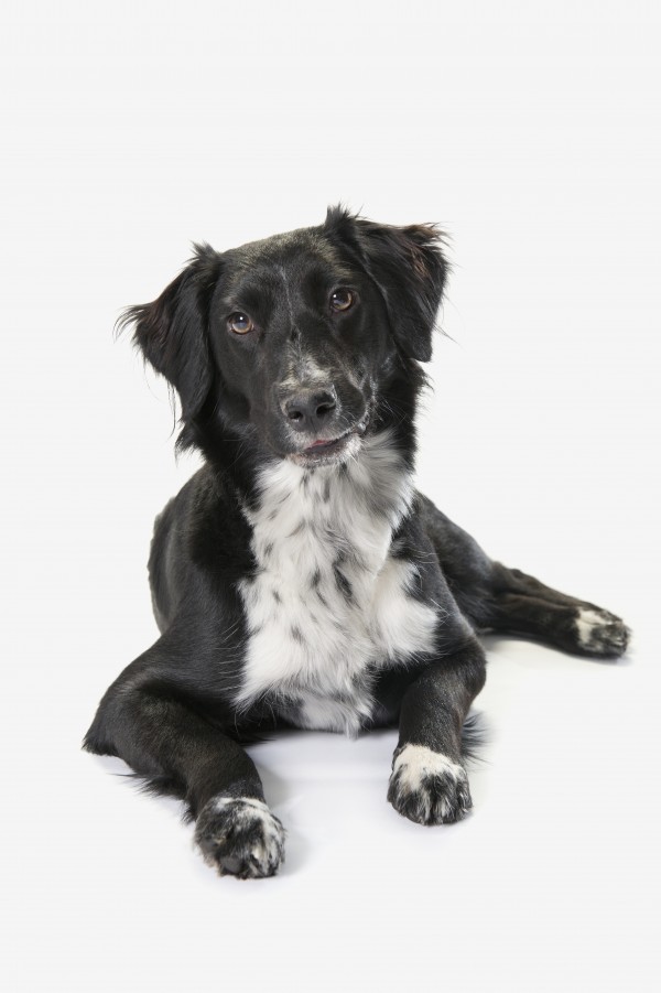 Border Collie On A White Background; St. Albert, Alberta, Canada by PacificStock