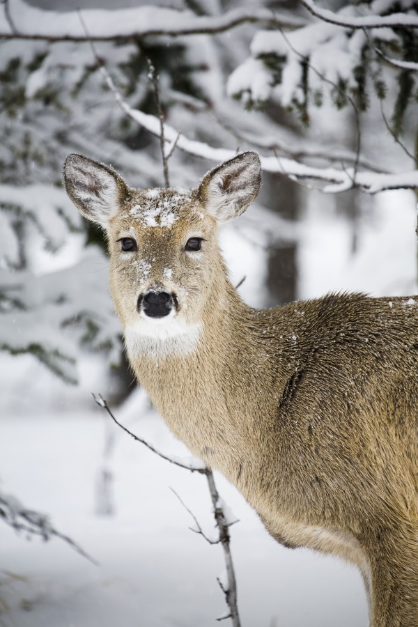 Close Up Of A Young Deer In A Snow Covered Forest; Kananaskis Country, Alberta, Canada by PacificStock