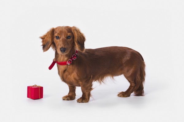 A Longhair Red Dachshund With A Small Red Box At Christmas; St. Alberta Alberta, Canada by PacificStock