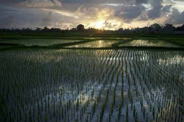 Rice Fields Near Ubud; Bali, Indonesia by PacificStock