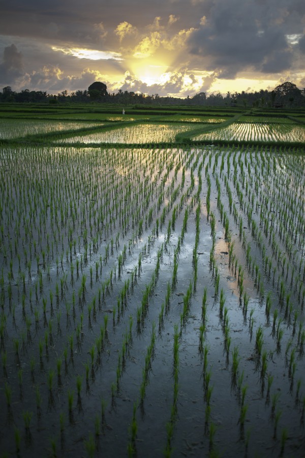 Rice Fields Near Ubud; Bali, Indonesia by PacificStock