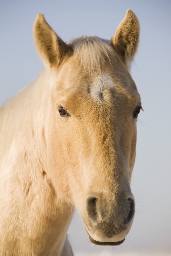 Cream Coloured Horse Head Looking Straight On With Blue Sky; Calgary, Alberta, Canada by PacificStock