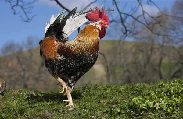 A rooster walking on grass;Northumberland england by PacificStock