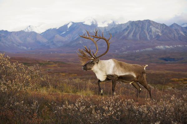 Bull Caribou On Autumn Tundra With Alaska Range In The Background, Denali National Park, Interior Alaska by PacificStock
