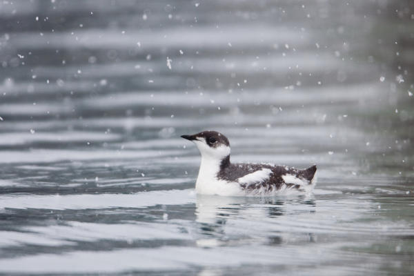 Marbled Murrelet With Winter Plumage Swimming During A Snowfall In Prince William Sound, Alaska, Southcentral, Winter, Iucn Endangered by PacificStock