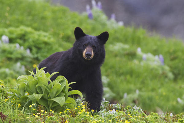 Black Bear Standing In Alpine Vegetation, Harding Icefield Trail, Kenai Fjords National Park, Near Seward, Southcentral Alaska, Summer by PacificStock