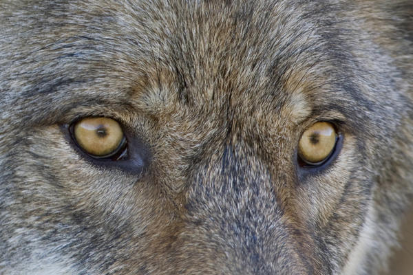 Close Up Of Face And Eyes Of A Gray Wolf, Denal National Park, Interior Alaska, Autumn by PacificStock