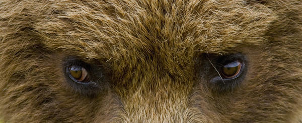 Close Up Of Brown Bear's Eyes In Hallo Bay, Katmai National Park, Southwest Alaska, Summer by PacificStock