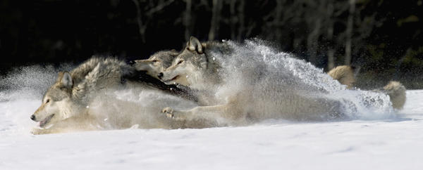 Pack Of Grey Wolves Running Through Deep Snow Captive Ak Se Winter Composite by PacificStock