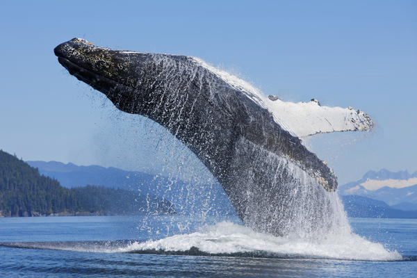 A Humpback Whale Breaches Along The Shoreline Of Chichagof Island In Chatham Strait With Mendenhall Towers In The Background, Inside Passage, Tongass National Forest, Admiralty Island, Southeast Alaska, Summer by PacificStock
