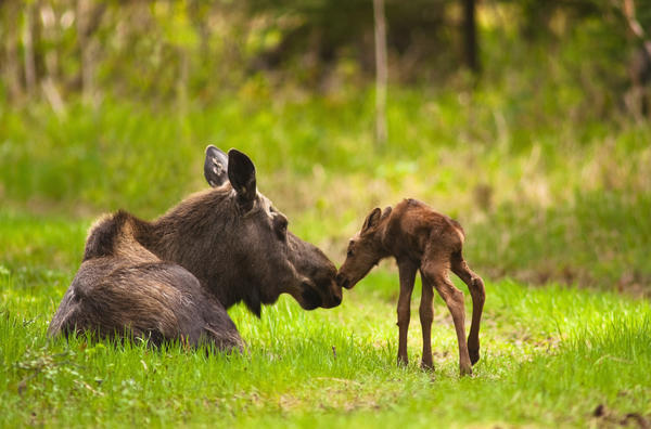Cow And Calf Moose In Grass, Kincaid Park, Anchorage, Alaska by PacificStock