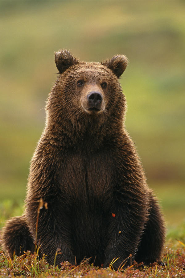Grizzly Bear Near Hwy Pass Denali Natl Park Interior Ak Summer Portrait by PacificStock