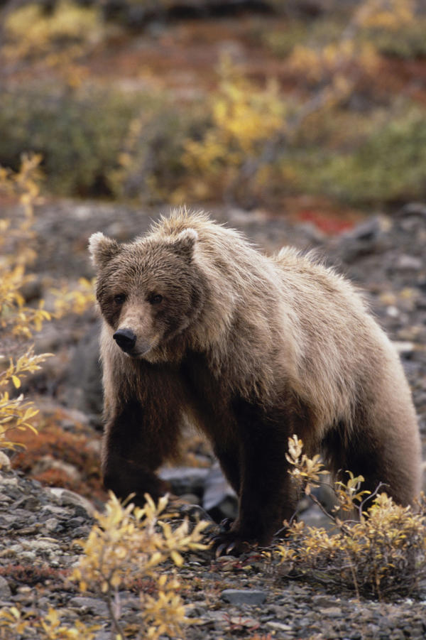 Adult Grizzly Walking On Fall Tundra Denali Np Alaska by PacificStock