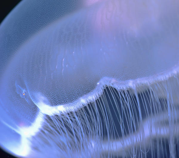 Underwater View Of A Moon Jellyfish, British Columbia, Canada by PacificStock