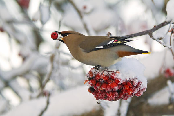 A Bohemian Waxwing Feeding On Mountain Ash Berries, Anchorage, Southcentral Alaska, Winter by PacificStock