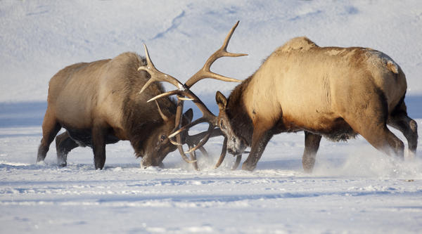 Captive: Roosevelt Elk Fight During Rut Season, Alaska Wildlife Conservation Center, Southcentral Alaska, Winter by PacificStock