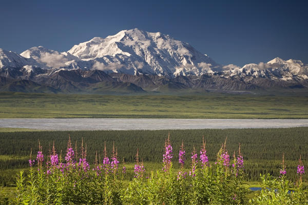 Mt.Mckinley And The Alaska Range With Fireweed Flowers In The Foreground As Seen From Inside Denali National Park Alaska Summer by PacificStock