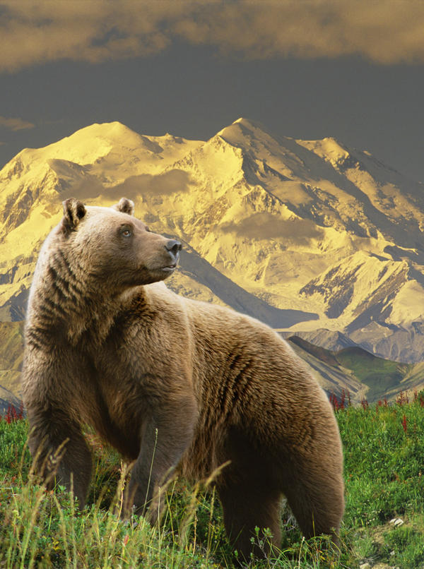 Composite Grizzly Stands On Tundra With Mt. Mckinley In The Background, Alaska Composite by PacificStock