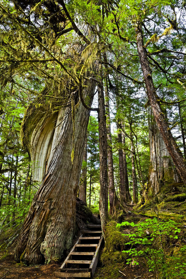 Steps Lead Past A Moss Draped Twisting Tree Along Lunch Falls Loop Trail, Settler's Cove State Recreational Site, Ketchikan Southeast, Alaska, Summer by PacificStock
