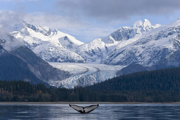 The Fluke Of A Humpback Whale Emerges Briefly From The Water Near Herbert Glacier. Summer In Southeast Alaska. Composite. by PacificStock