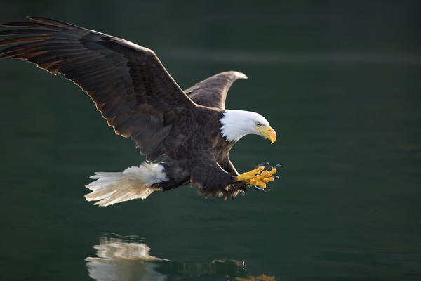 Bald Eagle Catching Fish Along The Shoreline Inside Passage Tongass National Forest Se Alaska Summer by PacificStock