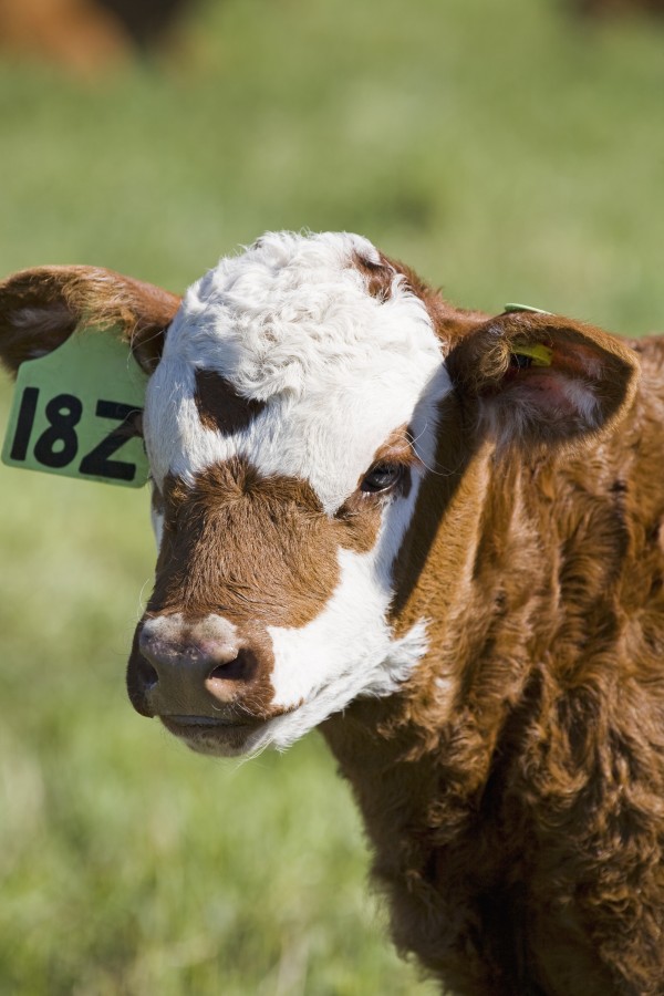 Close up of a baby calf's face in a field;Alberta canada by PacificStock