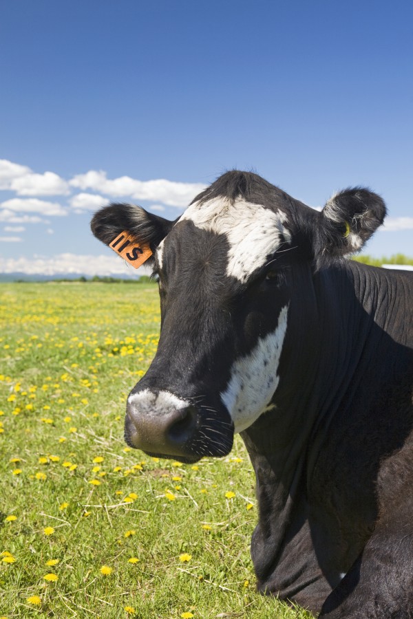 Close up of a cow's face in a field with blue sky and clouds;Alberta canada by PacificStock