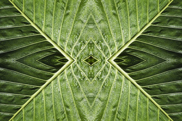 Close up of vein patterns in leaves;Gold coast queensland australia by PacificStock
