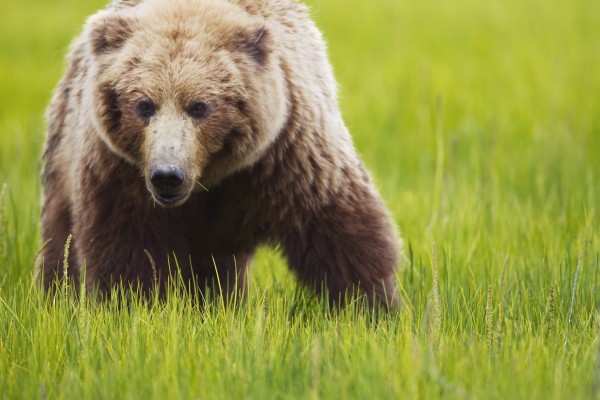 Brown bear up close at lake clarke national park;Alaska united states of america by PacificStock
