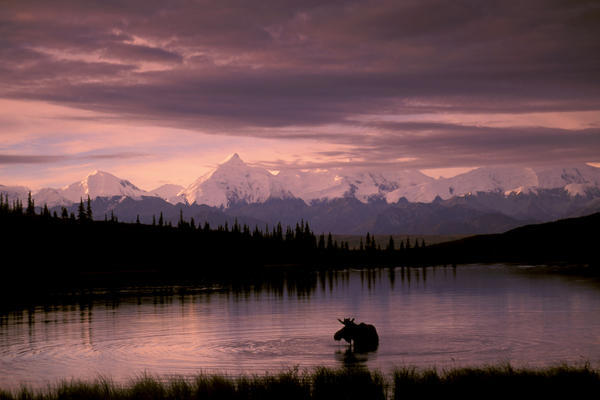 Alaska Range Moose Bull Wonder Lake Denali Natl Park Interior Alaska Summer Trees Snow by PacificStock