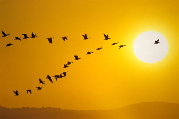 Canada Geese Migration In Sunset Composite by PacificStock